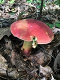 Boletus pallidoroseus image