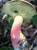 Boletus pallidoroseus image