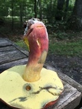 Boletus pallidoroseus image