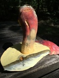 Boletus pallidoroseus image