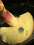 Boletus pallidoroseus image