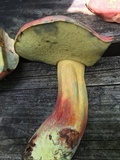 Boletus pallidoroseus image