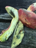 Boletus pallidoroseus image