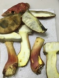 Boletus pallidoroseus image