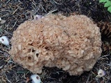 Sparassis americana f. arizonica image