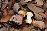 Fistulinella wolfeana image