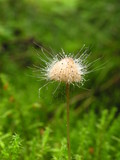 Spinellus fusiger image