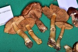 Cortinarius caperatus image