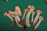 Helvella crispa image