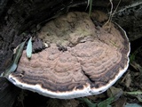 Polyporus annulatus image