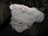 Polyporus annulatus image