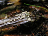 Psilachnum inquilinum image