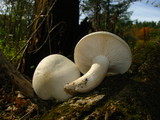 Hypsizygus ulmarius image