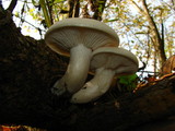 Hypsizygus ulmarius image