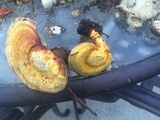 Ganoderma curtisii image