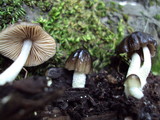 Bolbitius reticulatus image