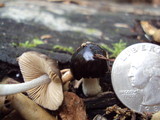 Bolbitius reticulatus image