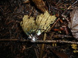Ramaria abietina image