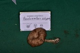 Pseudoarmillariella ectypoides image