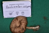 Pseudoarmillariella ectypoides image