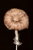 Pseudoarmillariella ectypoides image