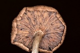 Pseudoarmillariella ectypoides image