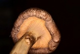 Cantharellus atrolilacinus image