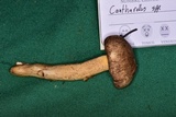 Cantharellus atrolilacinus image