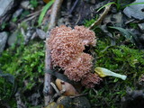 Ramaria botrytis image