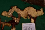 Tricholomopsis rutilans image