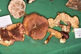 Tricholomopsis rutilans image