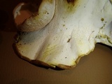 Albatrellus avellaneus image