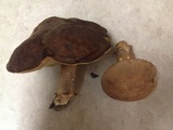 Leccinellum crocipodium image