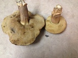 Leccinellum crocipodium image