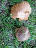 Leccinellum crocipodium image