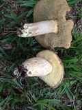 Leccinellum crocipodium image
