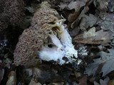 Ramaria fennica image