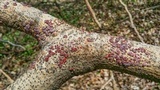 Peniophora rufa image