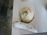 Russula decolorans image