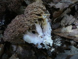 Ramaria fennica image