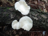 Pleurotus cornucopiae image