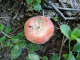Russula pusilla image