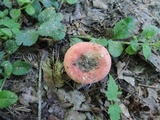 Russula pusilla image