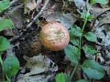 Russula pusilla image