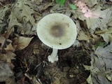 Amanita brunnescens image