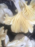 Chrysomphalina strombodes image