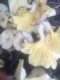 Chrysomphalina strombodes image