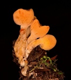 Sowerbyella rhenana image