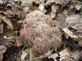 Ramaria fennica image