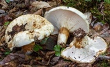 Hypomyces lateritius image